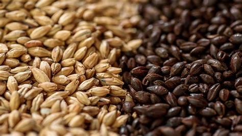  Barley: El Cerebro de la Cerveza y el Motor del Forraje Animal!