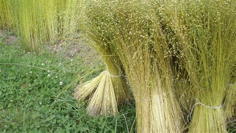  Fibra de Flax: ¡Un Tesoro Textil con Raíces Históricas!