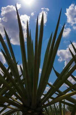 ¡Henequen: Un Tesoro Vegetal para la Industria Textil y de la Construcción!