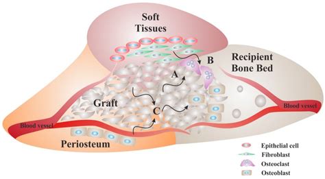  Osteoinductive Hydroxyapatite: El Material Mágico Que Hace Crecer Huesos!