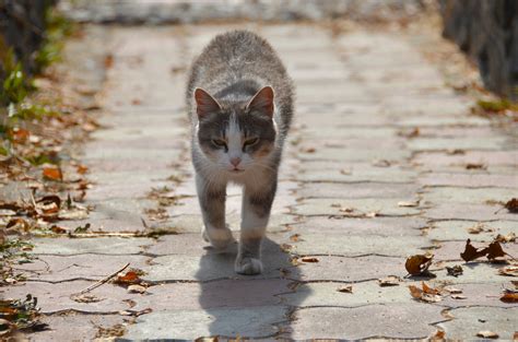 ストリートビュー 最新：猫が街を歩く夢を見た