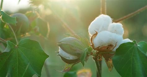  ¡El Capullo de Algodón: Una Mirada Profunda a la Fibra Reina del Textil!