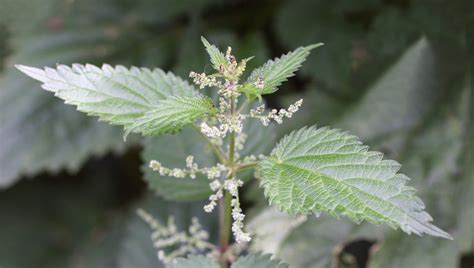 ¡Unveil the Mysteries of Urtica Dioica Fiber: Exploring Its Sustainable Potential in Textile Manufacturing!